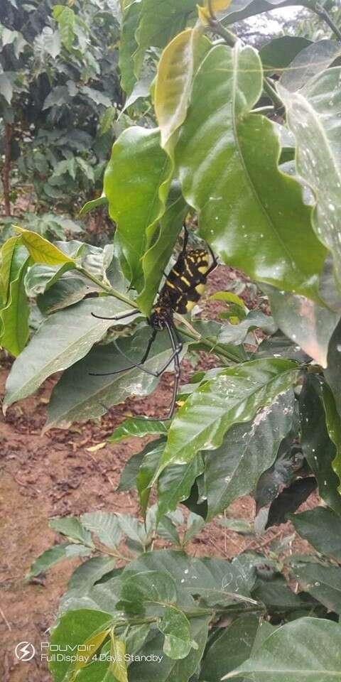 صورة Trichonephila turneri orientalis (Benoit 1964)