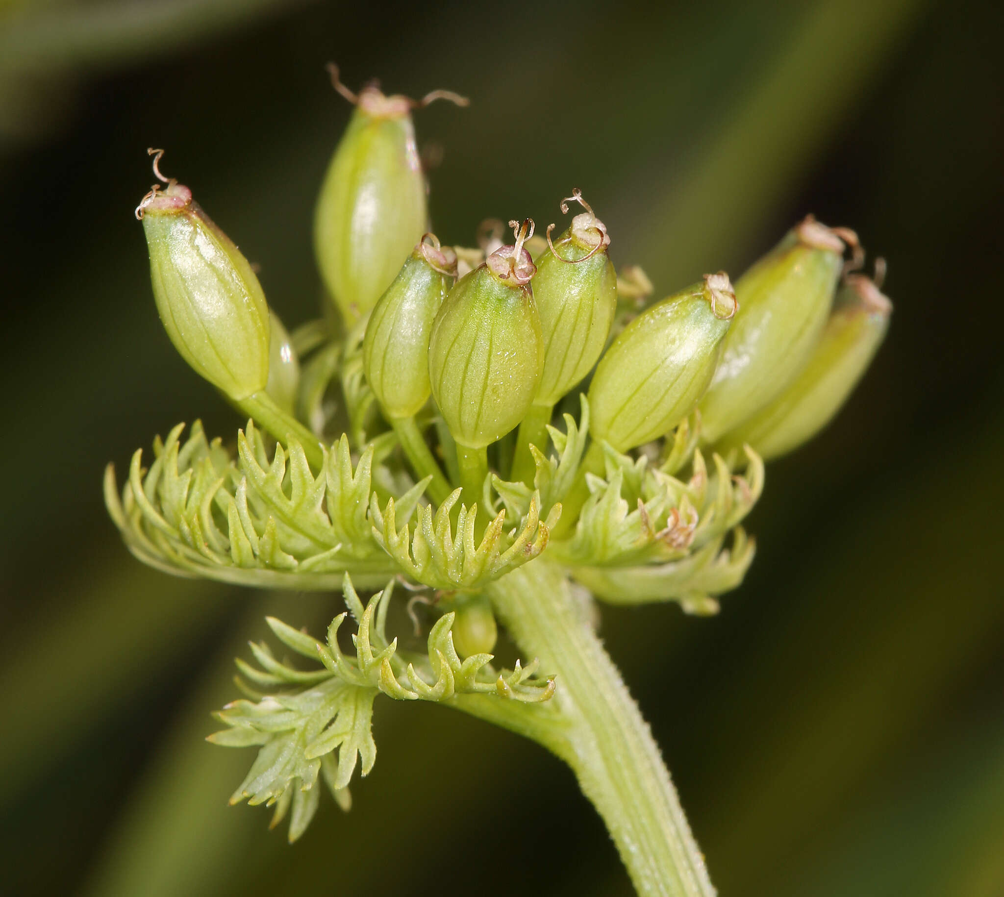 Lomatium caruifolium var. denticulatum (Jepson) Jeps.的圖片