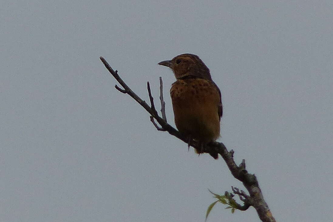 Image of Flappet Lark