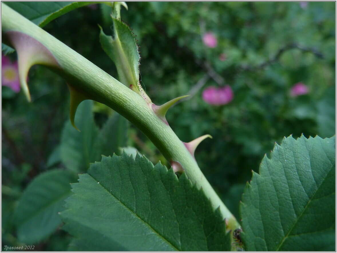 Image of Rosa glabrifolia C. A. Mey. ex Rupr.