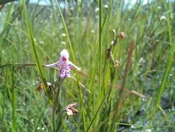 Image de Brachycorythis friesii (Schltr.) Summerh.