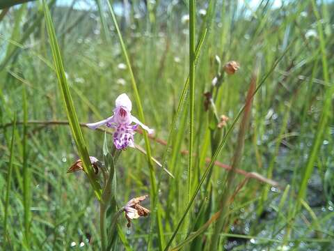 Image de Brachycorythis friesii (Schltr.) Summerh.