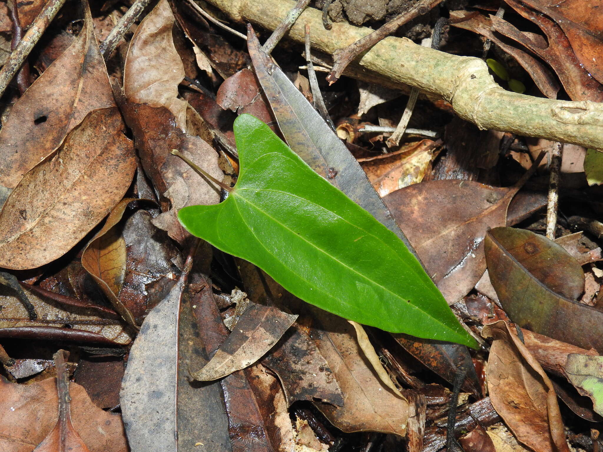 Dioscorea transversa R. Br. resmi