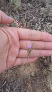 Image of Dianthus pseudarmeria M. Bieb.