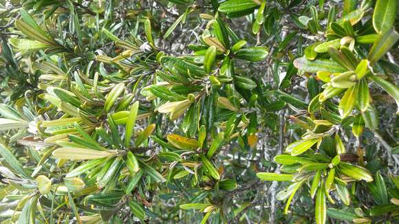 Image of Hibbertia coriacea Baill.