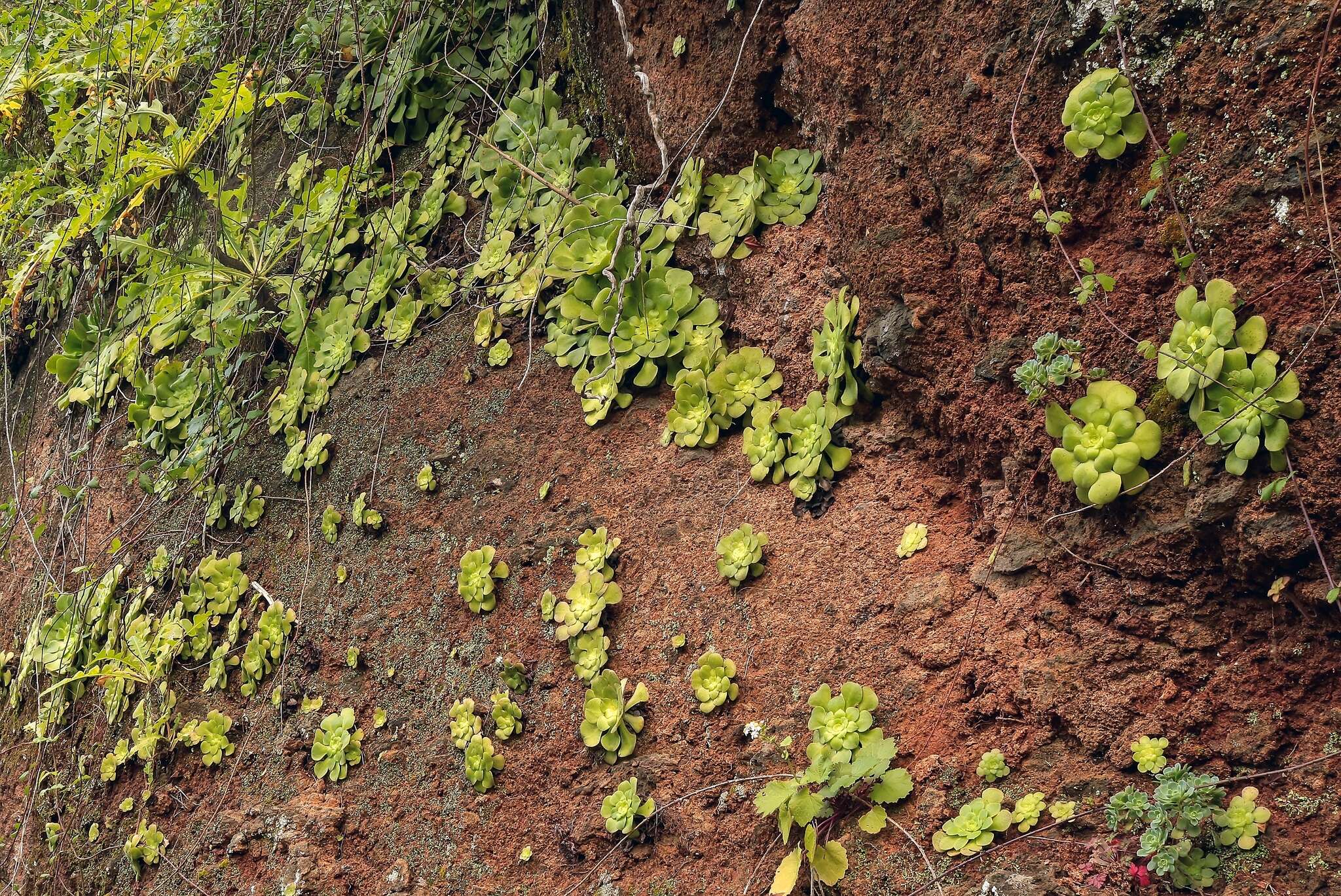 Image of Aeonium canariense subsp. latifolium (Burchard) Bañares