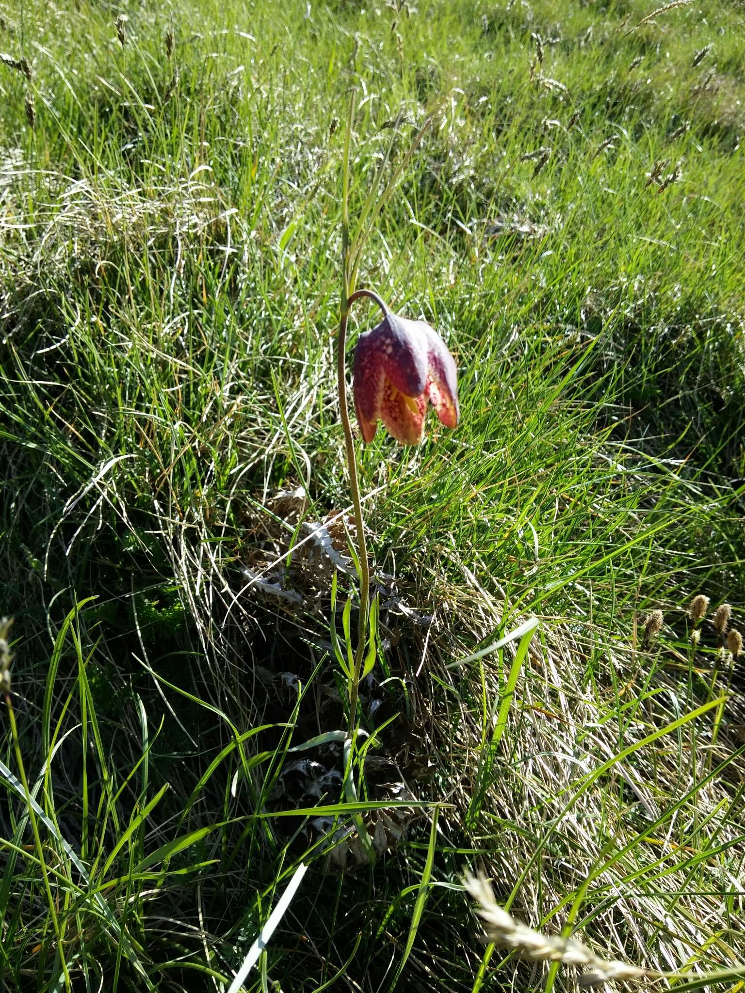 Image of Fritillaria montana Hoppe ex W. D. J. Koch