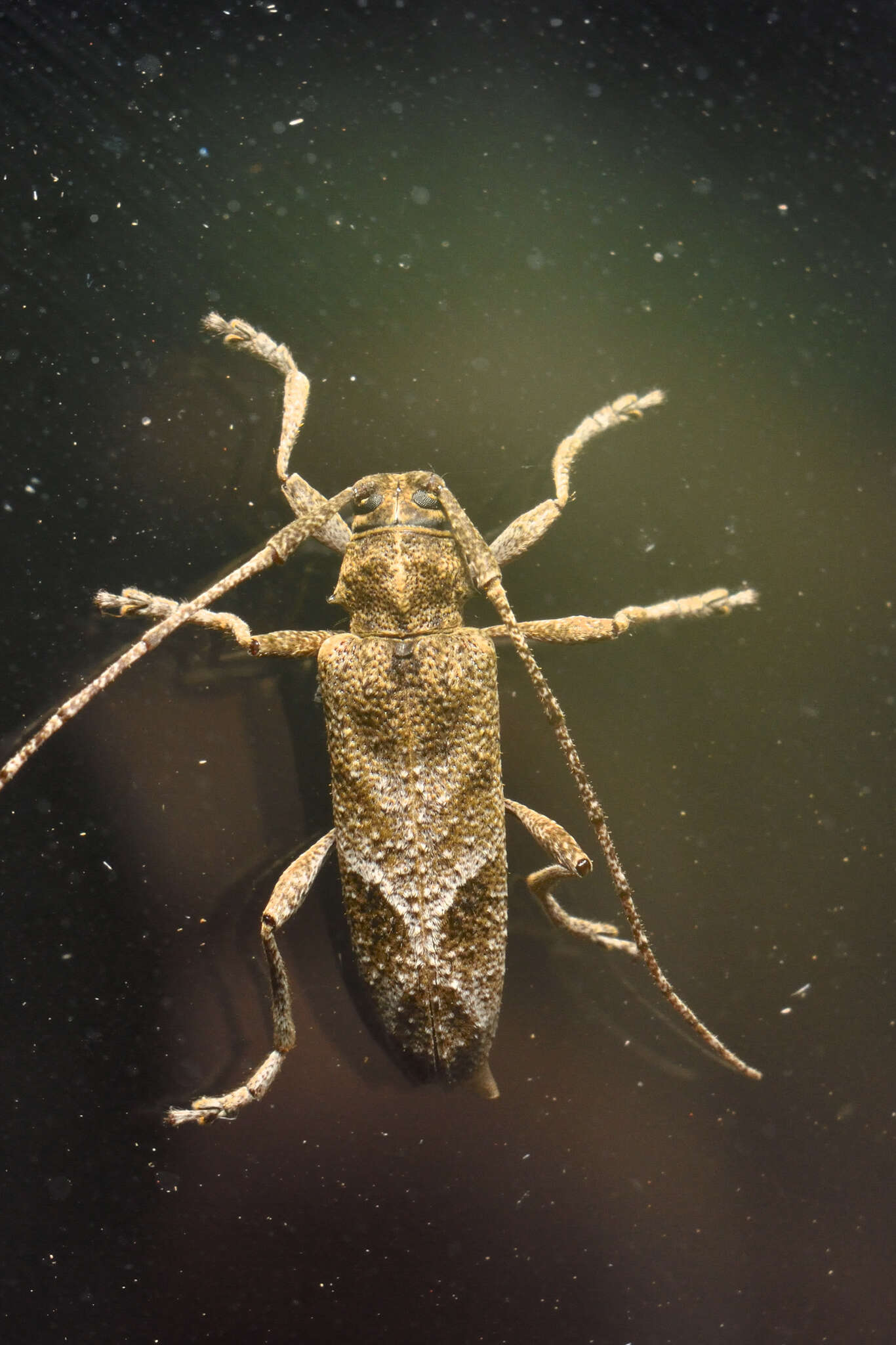 Image of Canidia spinicornis (Bates 1881)