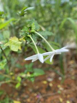 Plancia ëd Gardenia nitida Hook.