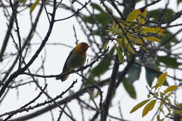 Image of Rufous-headed Tanager