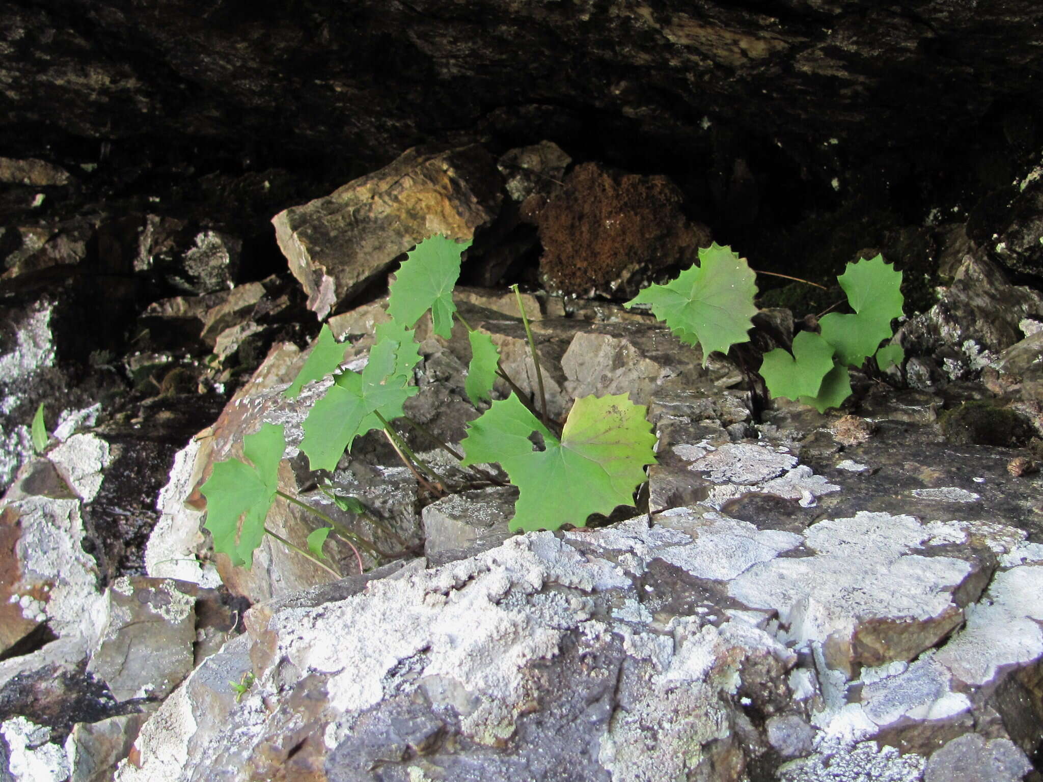 Plancia ëd Dolichorrhiza renifolia (C. A. Mey.) Galushko