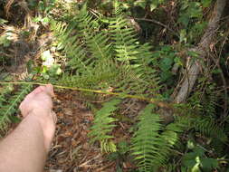 Athyrium asplenioides var. cyclosorum (Rupr.) resmi