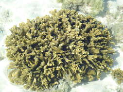 指形表孔珊瑚的圖片