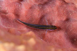 Image of Yellownose goby