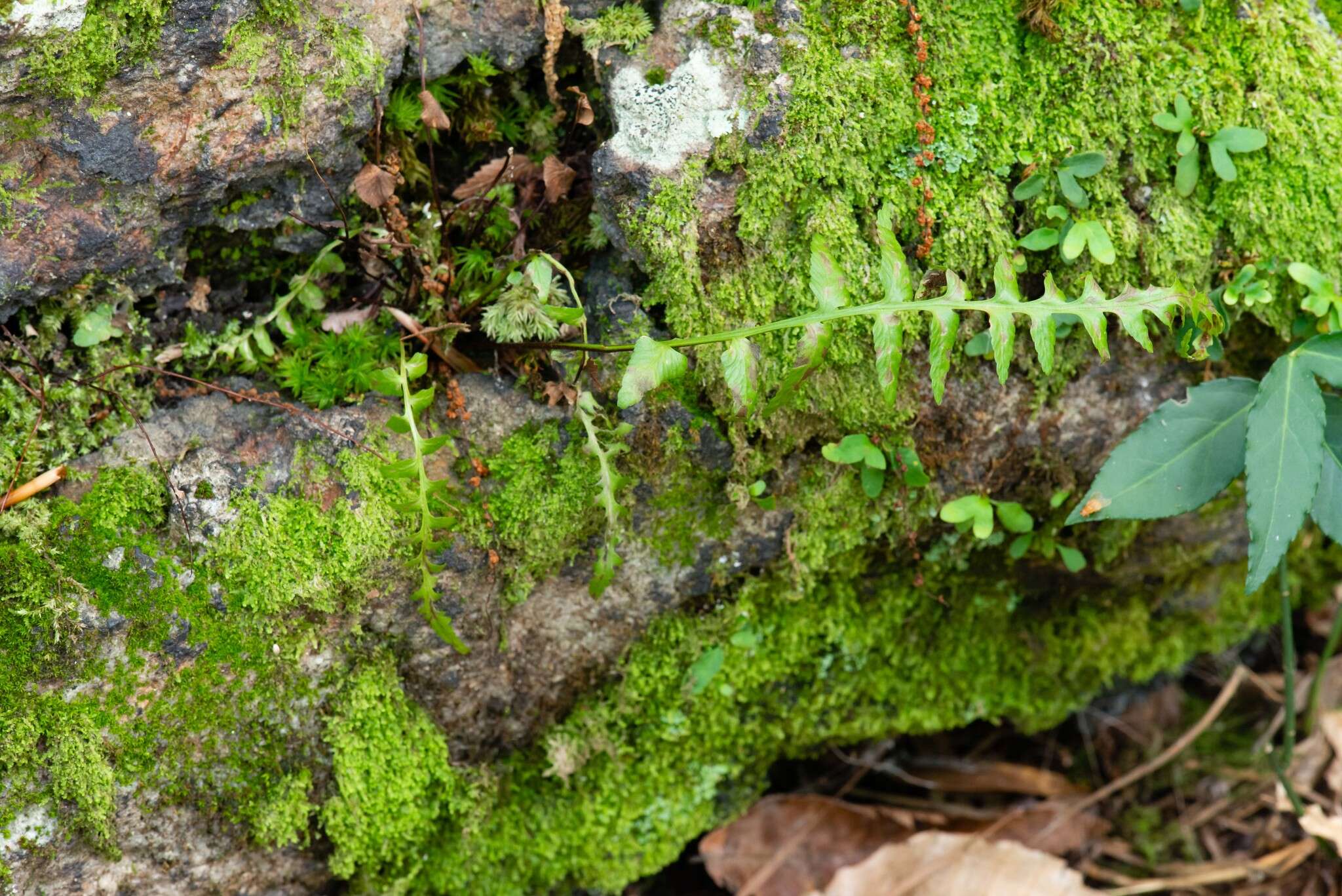 Imagem de Asplenium kentuckiense Mc Coy