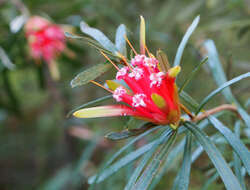 Image of Lambertia formosa Sm.