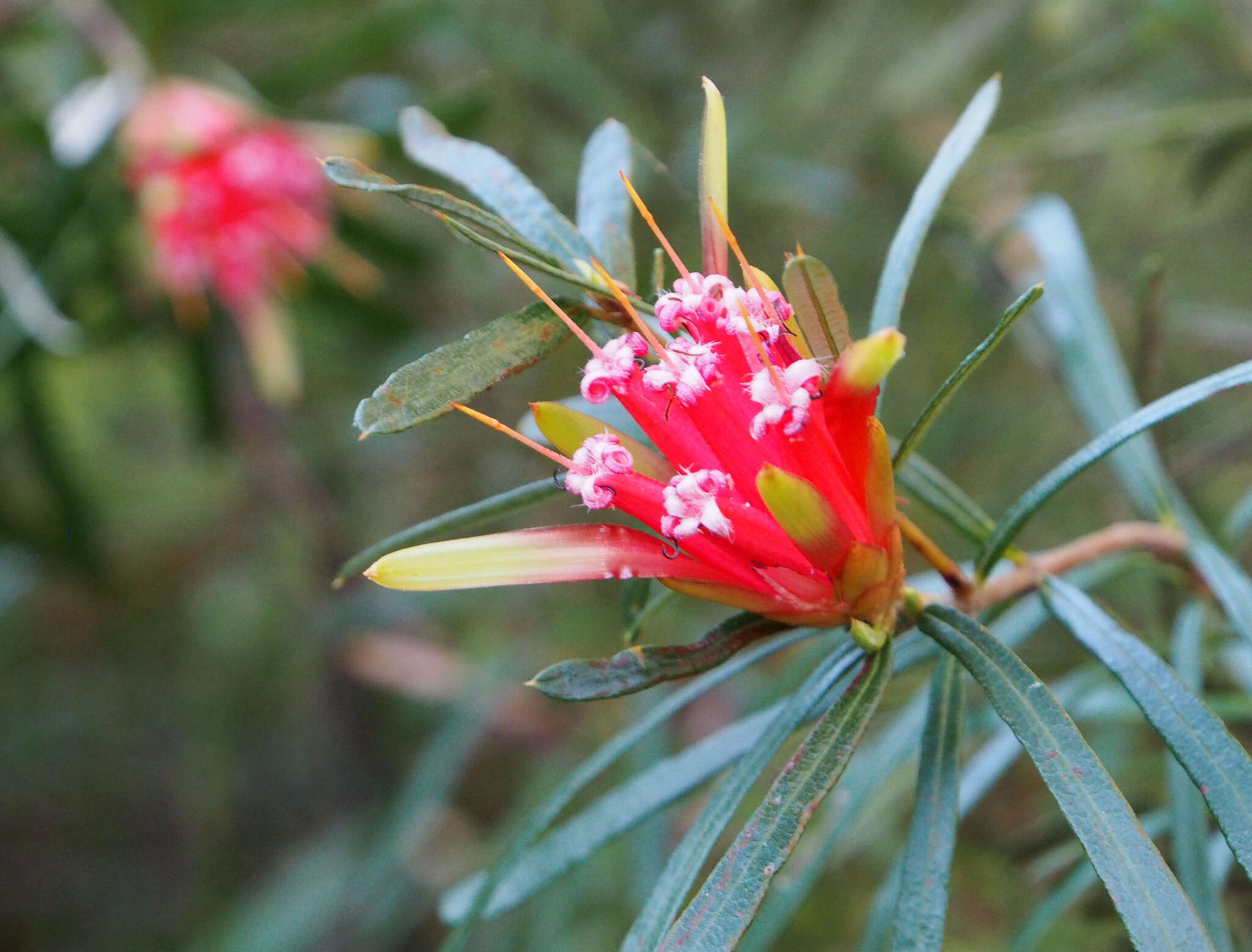 Image of Lambertia formosa Sm.