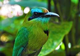 Image of Keel-billed Motmot