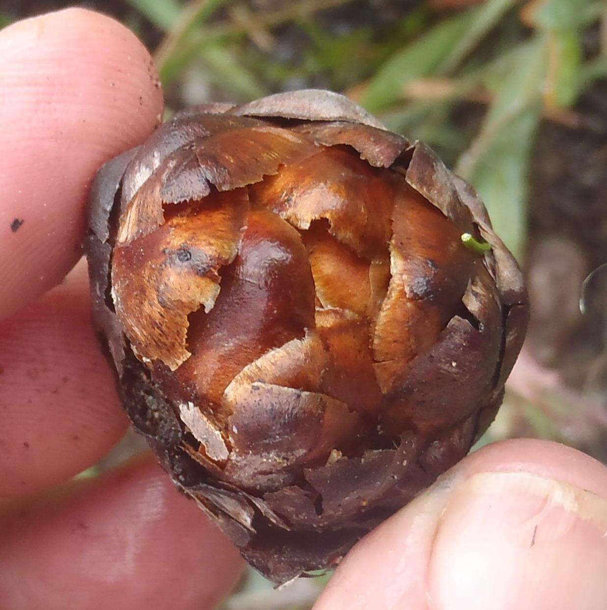 Image of Protea vogtsiae Rourke