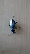 Carabus (Platycarabus) creutzeri Fabricius 1801 resmi