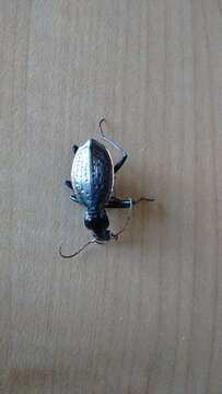 Carabus (Platycarabus) creutzeri Fabricius 1801 resmi