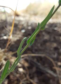 Image of Boechera porphyrea (Wooton & Standl.) Windham, Al-Shehbaz & P. Alexander