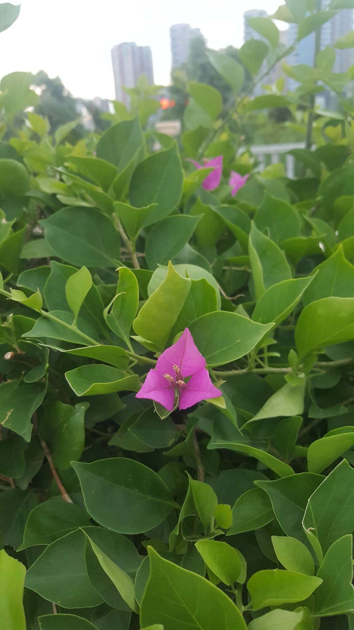 Bougainvillea spectabilis Willd. resmi