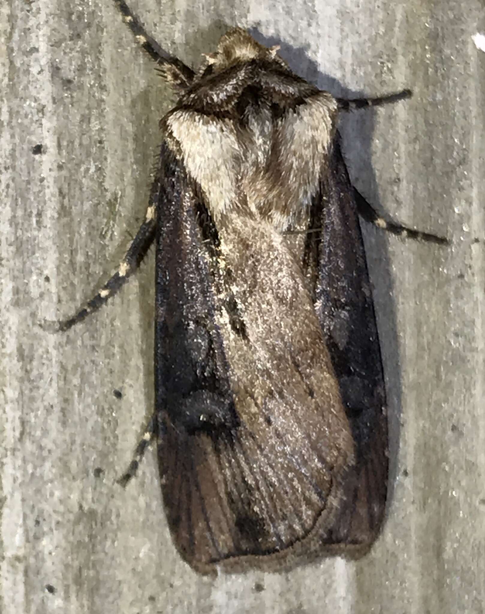 صورة Agrotis volubilis Harvey 1874