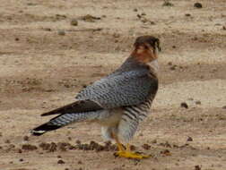 Falco chicquera horsbrughi Gunning & Roberts 1911 resmi