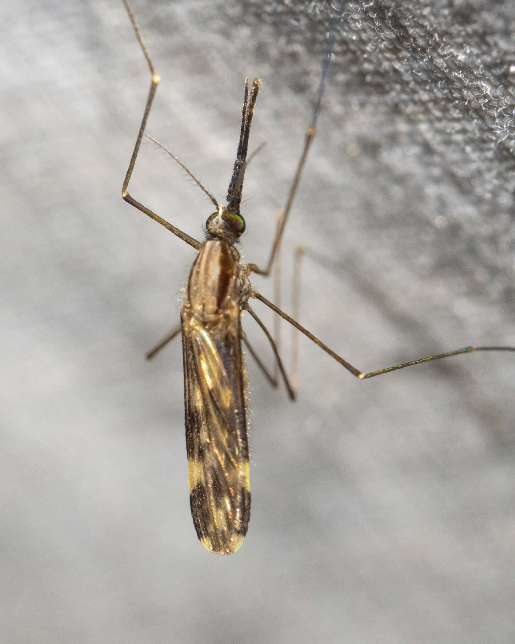 Anopheles punctipennis (Say 1823)的圖片