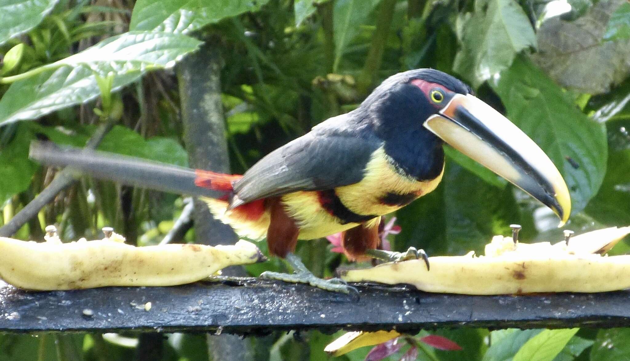 Plancia ëd <i>Pteroglossus torquatus erythropygius</i>