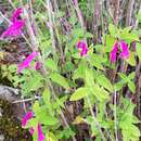 Image de Salvia curviflora Benth.