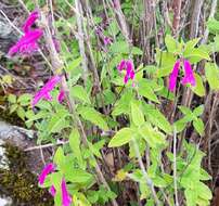 Salvia curviflora Benth. resmi