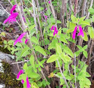 Image of Salvia curviflora Benth.