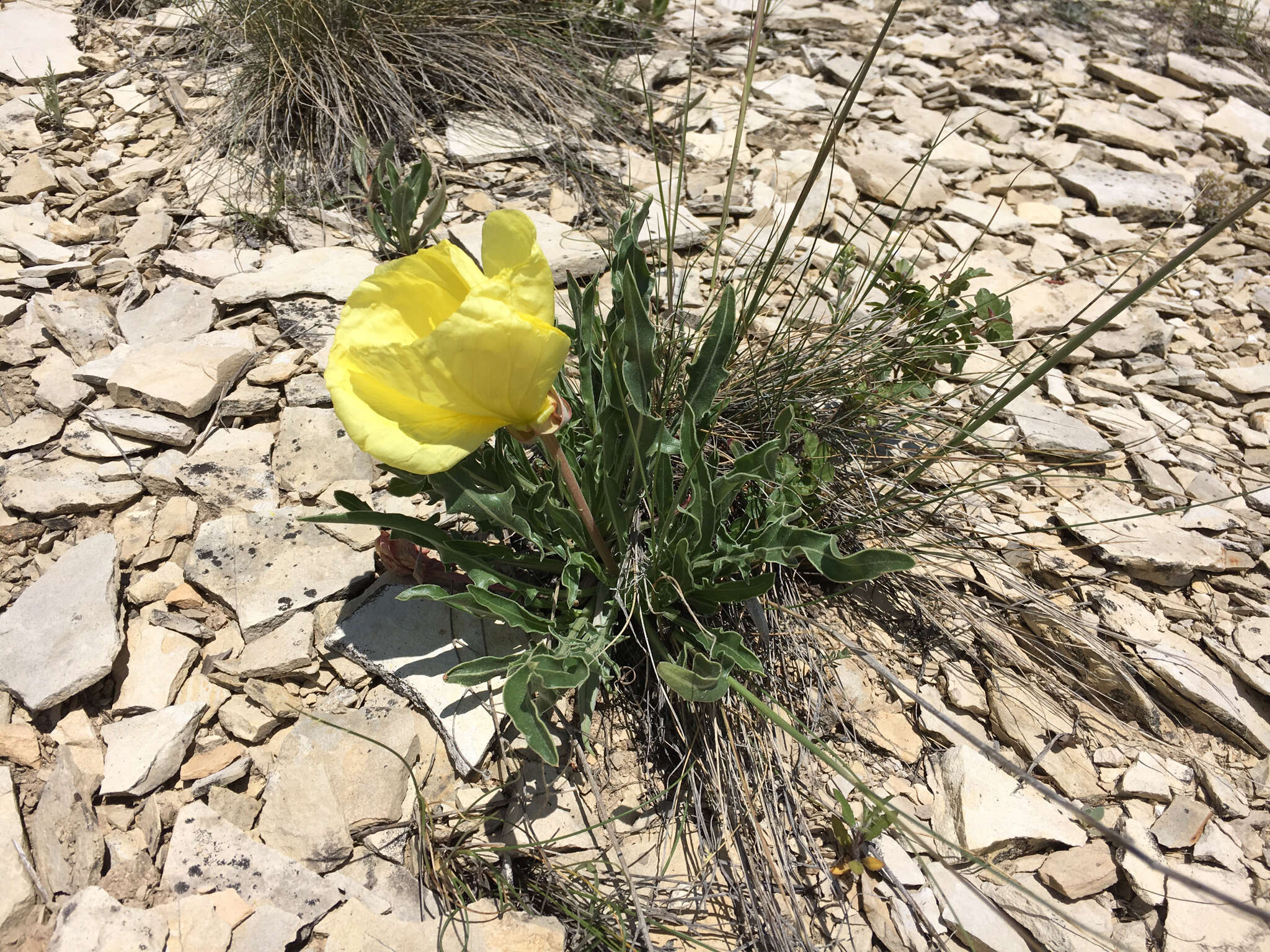 Oenothera howardii (A. Nels.) W. L. Wagner resmi