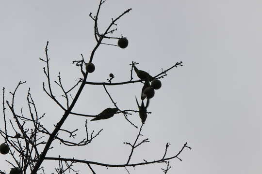 Image of Yellow-chevroned Parakeet