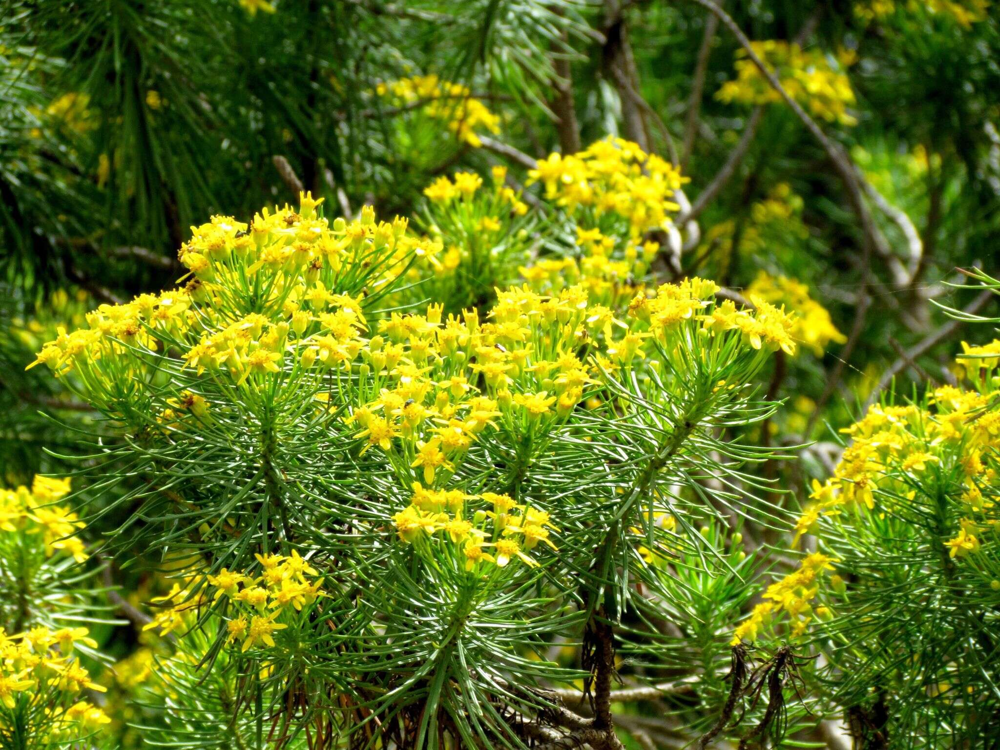 Image of Euryops brevipapposus M. D. Henderson