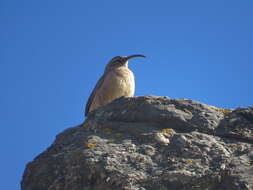 Image of Buff-breasted Earthcreeper