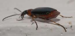 Image of Green-winged Lebia