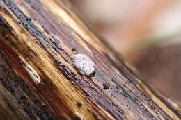 Image de Phaeotrametes decipiens (Berk.) J. E. Wright 1966