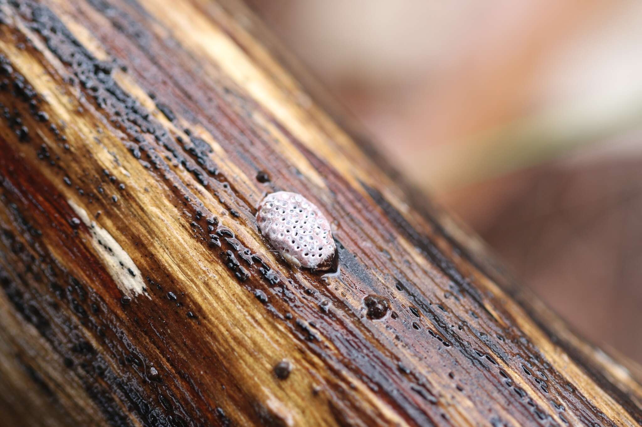 Image of Phaeotrametes decipiens (Berk.) J. E. Wright 1966