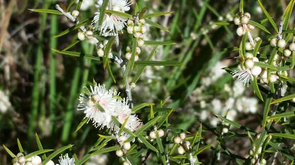 Image of Hypocalymma angustifolium Schau.