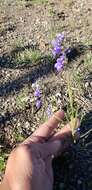 Imagem de Salvia unicostata Fernald