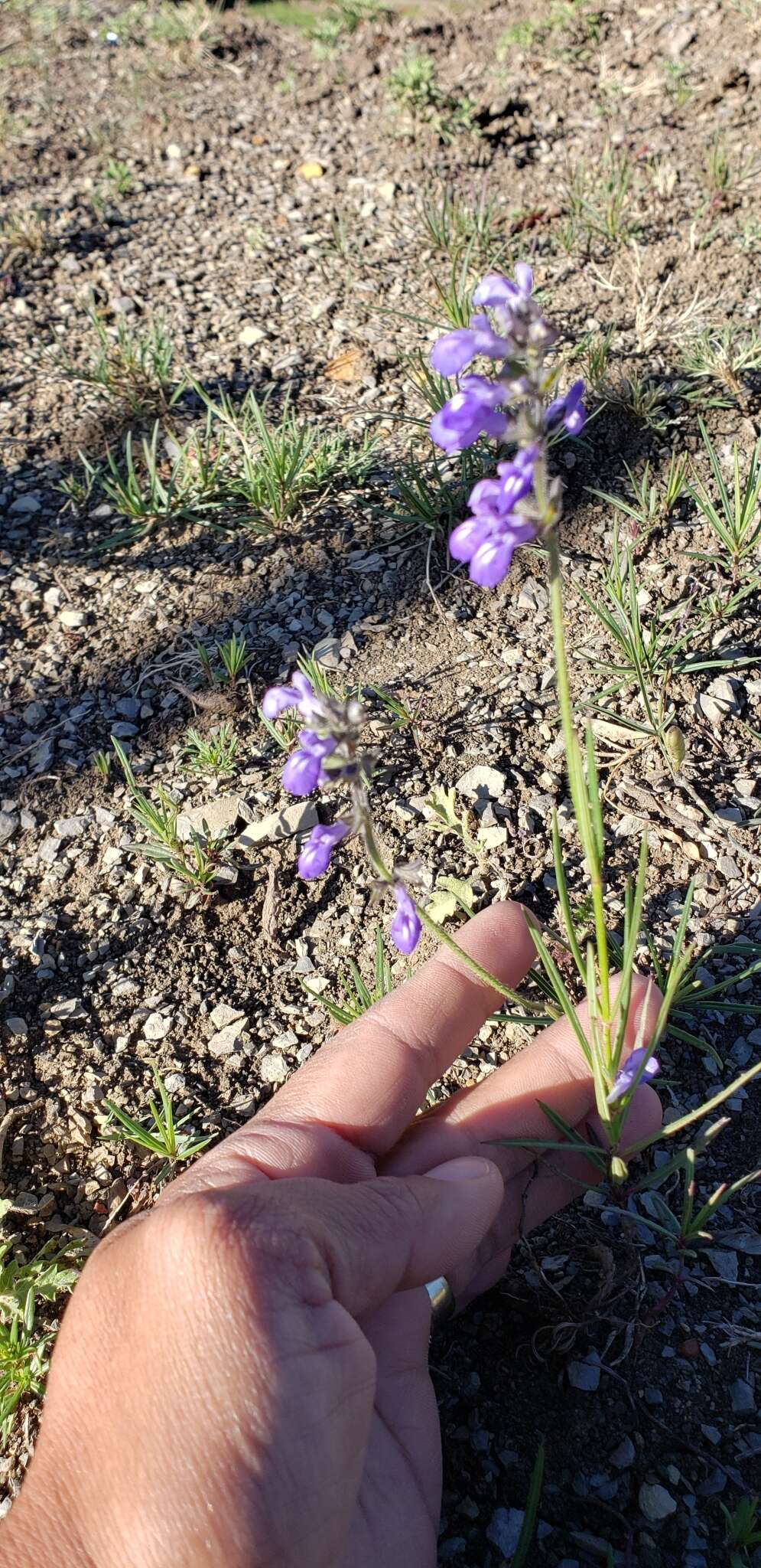 Imagem de Salvia unicostata Fernald