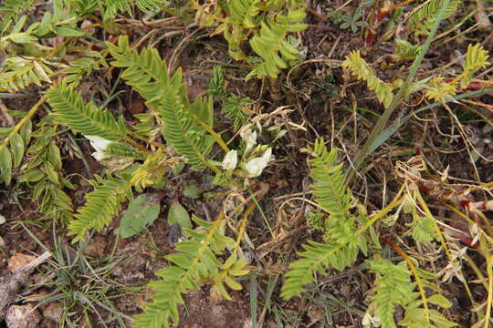 Imagem de Astragalus garbancillo Cav.