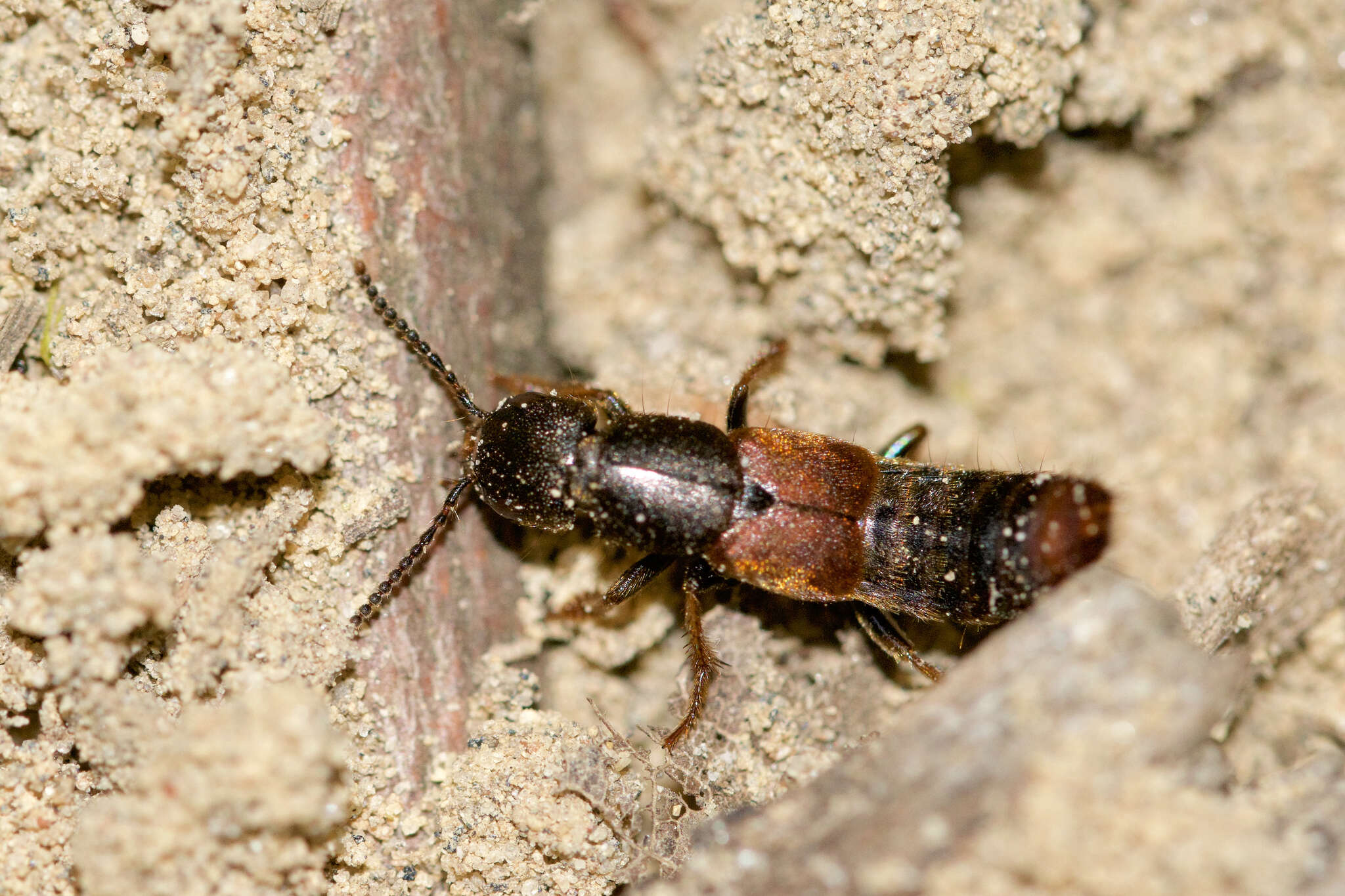 Image of Platydracus cinnamopterus (Gravenhorst 1802)