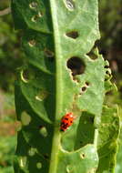 Sivun Coleomegilla maculata fuscilabris (Mulsant 1866) kuva