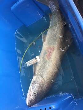 Image of lake trout