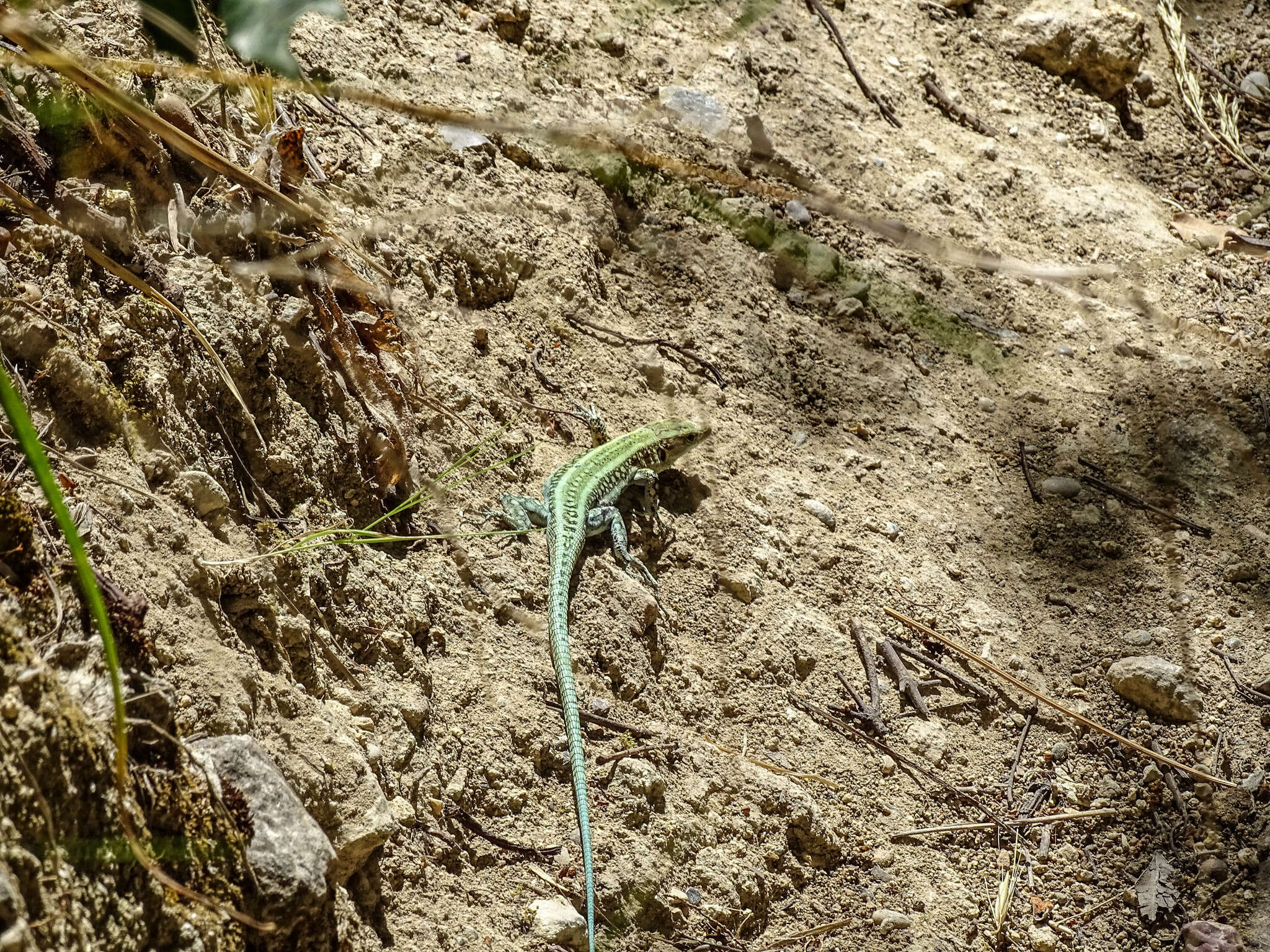 Image of Anatololacerta pelasgiana (Mertens 1959)