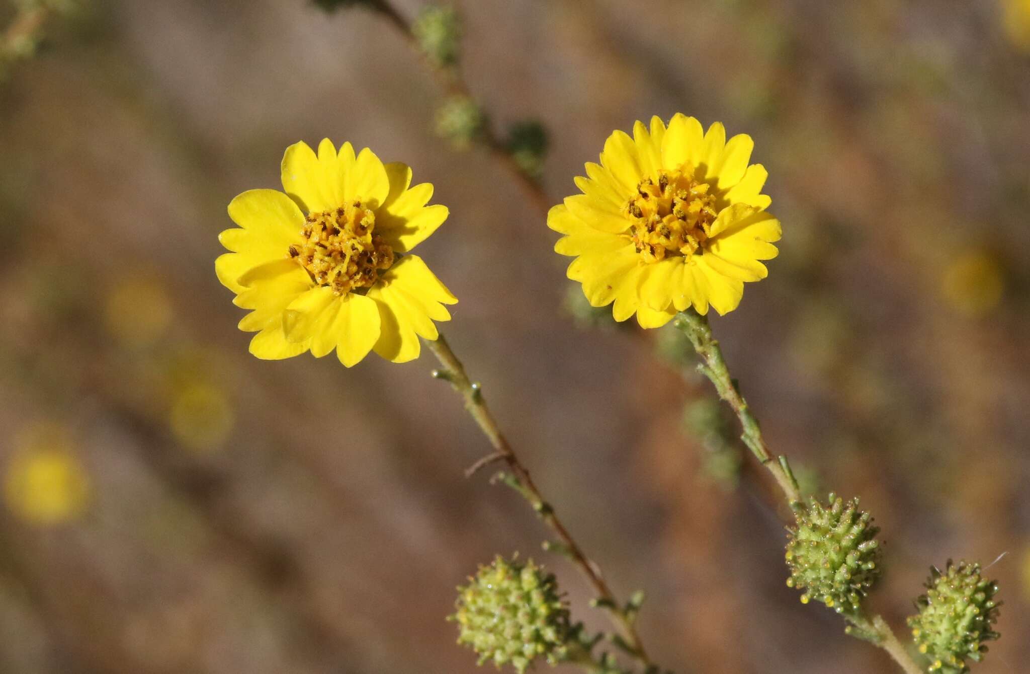 Image of wand tarbush